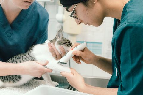 Cat being scanned for a microchip 