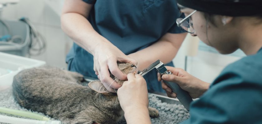 A young female vet examining a cat which is being restrained by her colleague  