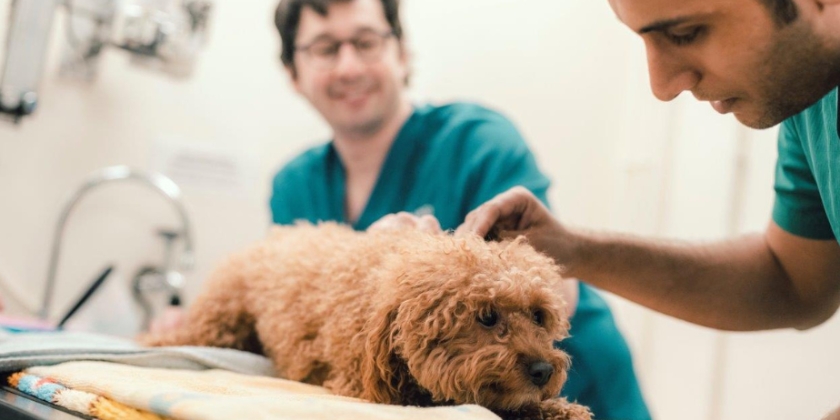 Two vets examining a dog