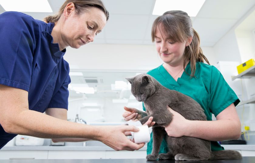 Two female nurses providing care to a cat in a clinical setting.