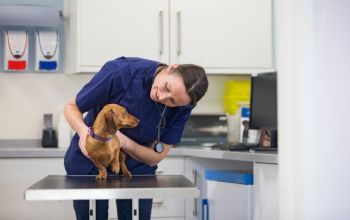 A female vet examines a brown daschund in a clinical setting 