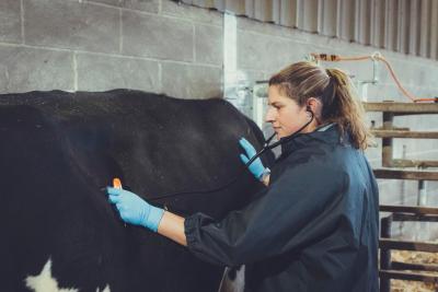 Female vet using a stethoscope to listen to a cow's chest