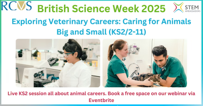 Promotion image for the RCVS careers talk: Exploring veterinary careers: caring for animals big and small