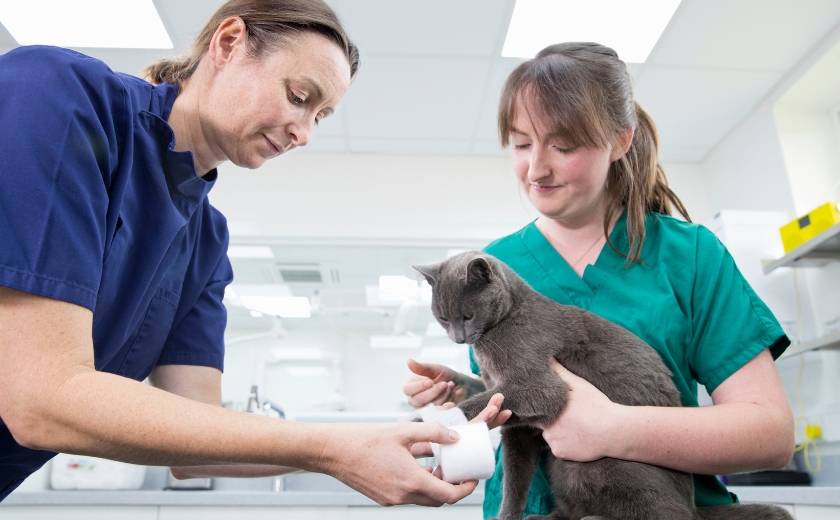 Two veterinary professionals bandaging a grey cat's paw