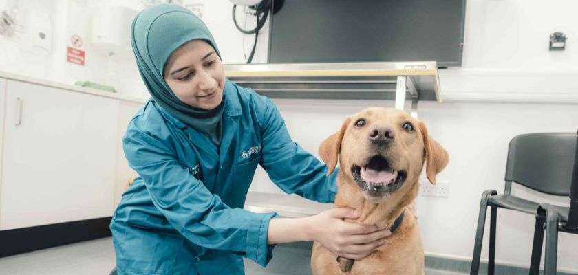 Female veterinary student wearing a hijab strokes a yellow Labrador 