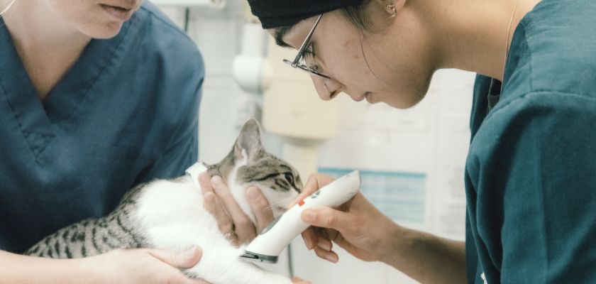 A female veterinary surgeon student carrying out a procedure on a cat held by her colleague