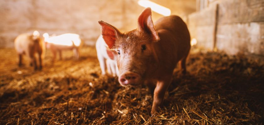 A piglet standing on hay in a sunlit barn