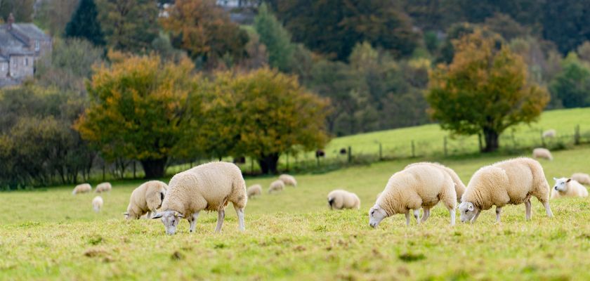 A flock of sheep graze in a pasture