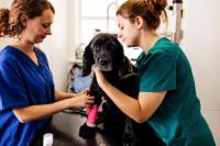 Vet and vet nurse put bandage on dog's arm