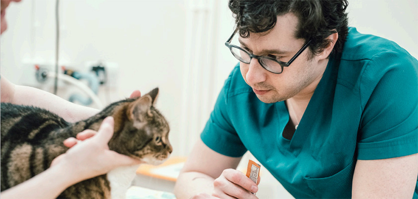 A veterinary nurse and a client holding a cat