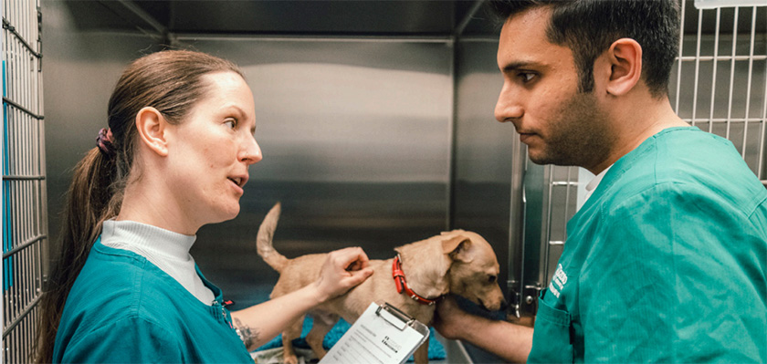 A veterinary nurse with a clipboard and a dog