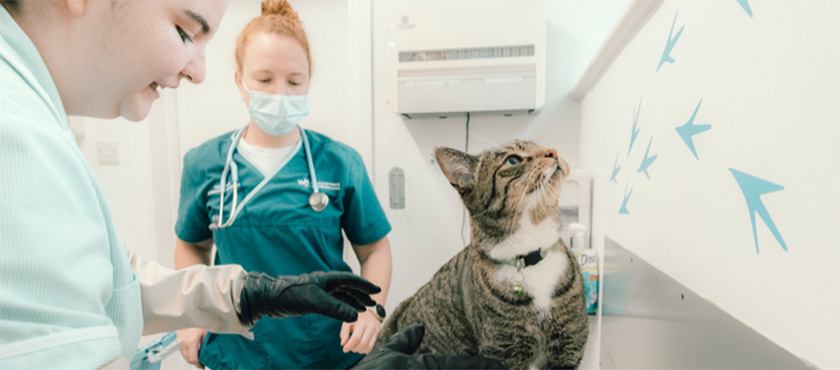 Veterinary nurse with a cat