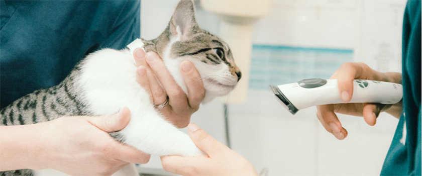 Cat close up being treated