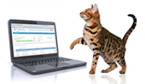 Cat with laptop showing online PDR