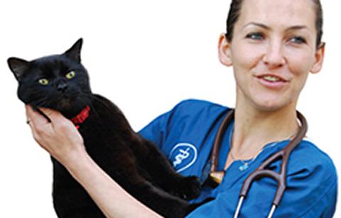 Veterinary surgeon with cat