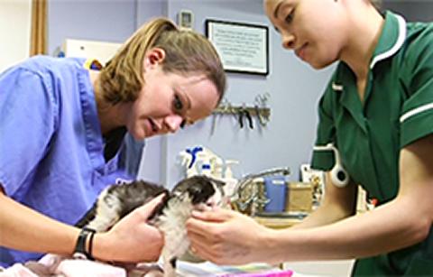 Recent graduate vet with veterinary nurse 