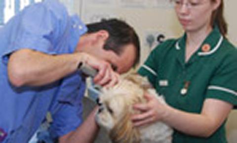 Veterinary practice