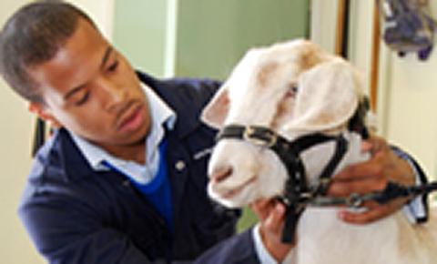 Veterinary graduate with goat