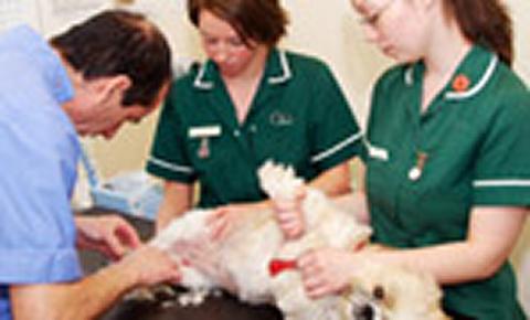 Veterinary practice