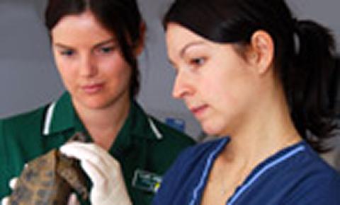 Veterinary nurse and veterinary surgeon in practice
