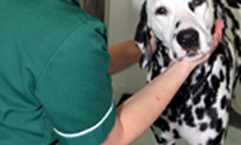 362 veterinary nurses removed from Register/List