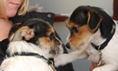 Dogs in veterinary practice