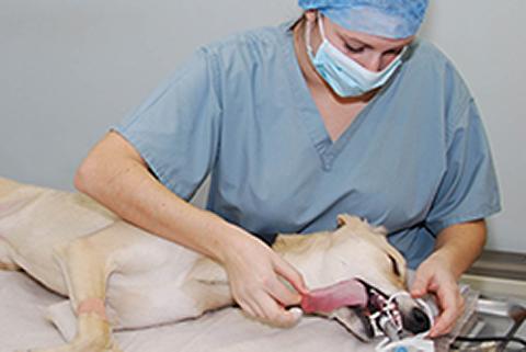 Veterinary nurse in clinical practice