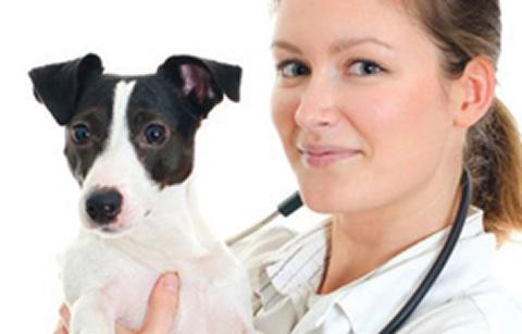 Veterinary surgeon with dog 