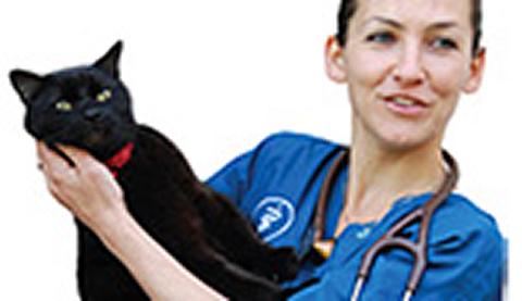 Veterinary surgeon holding a cat 