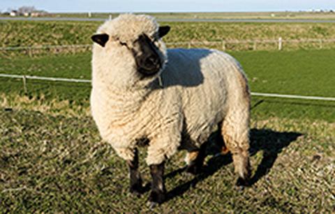 Hampshire sheep 