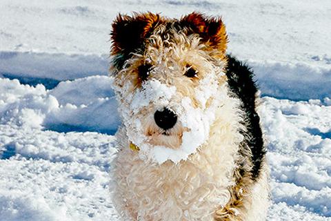 Doge in snow
