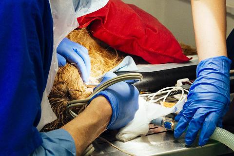 Veterinary surgeon performing surgery on a dog