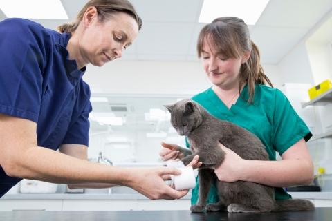 Two veterinary professionals bandaging a grey cat's paw